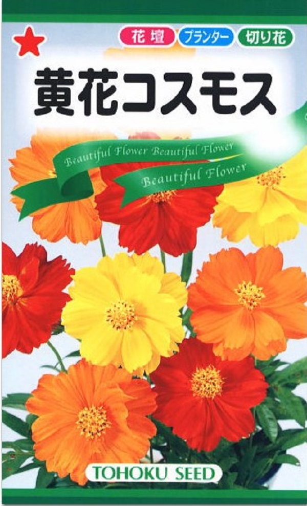 トーホク黄花コスモス