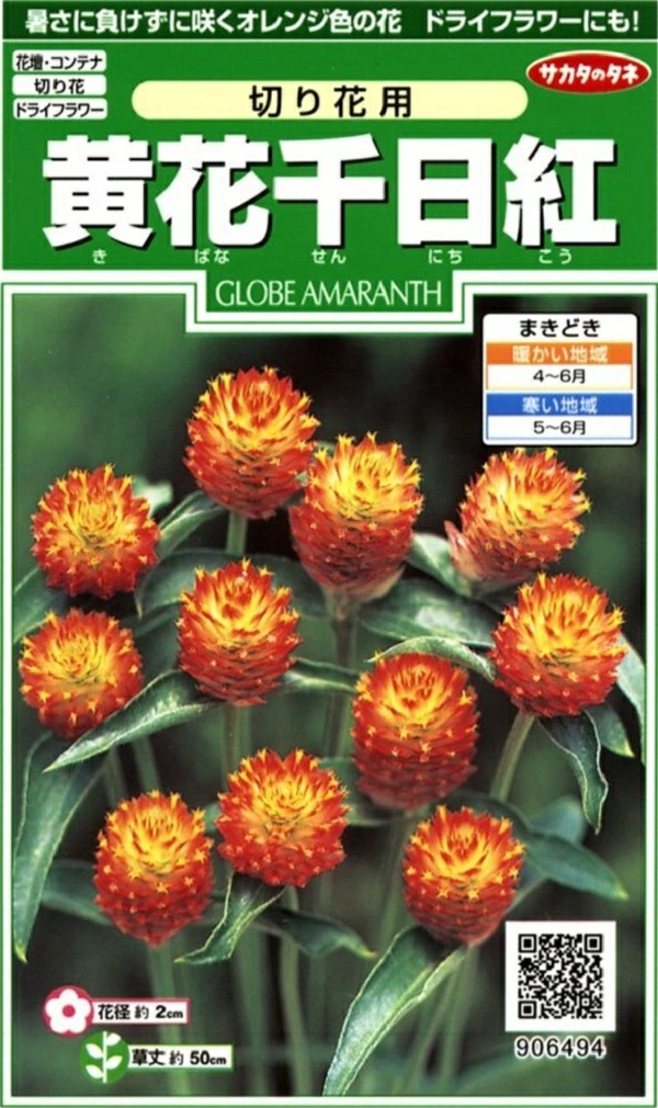 黄花千日紅