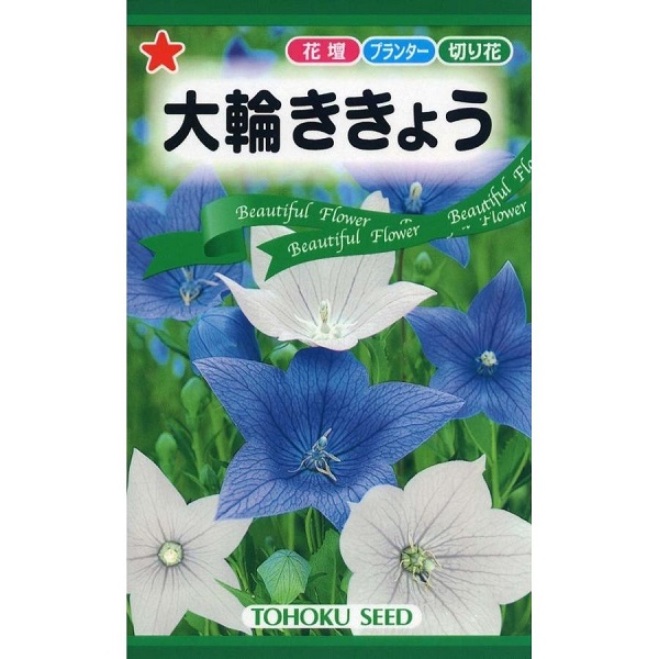 大輪ききょう