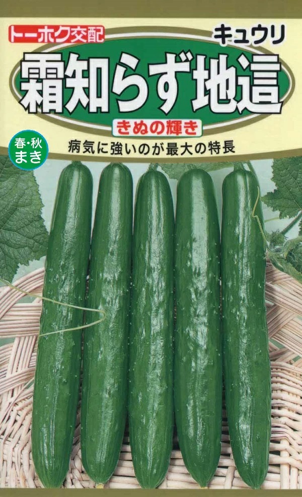 きゅうり霜知らず地這い