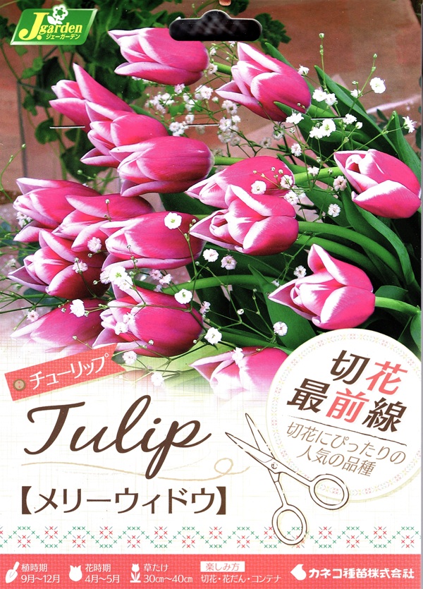 切花最前線 メリーウィドウ