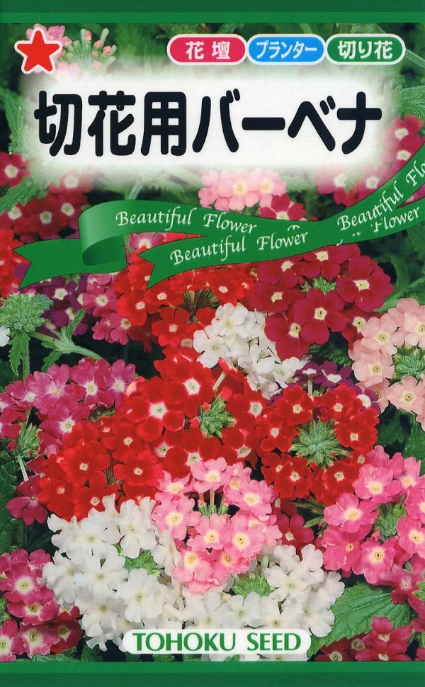 切花用バーベナ