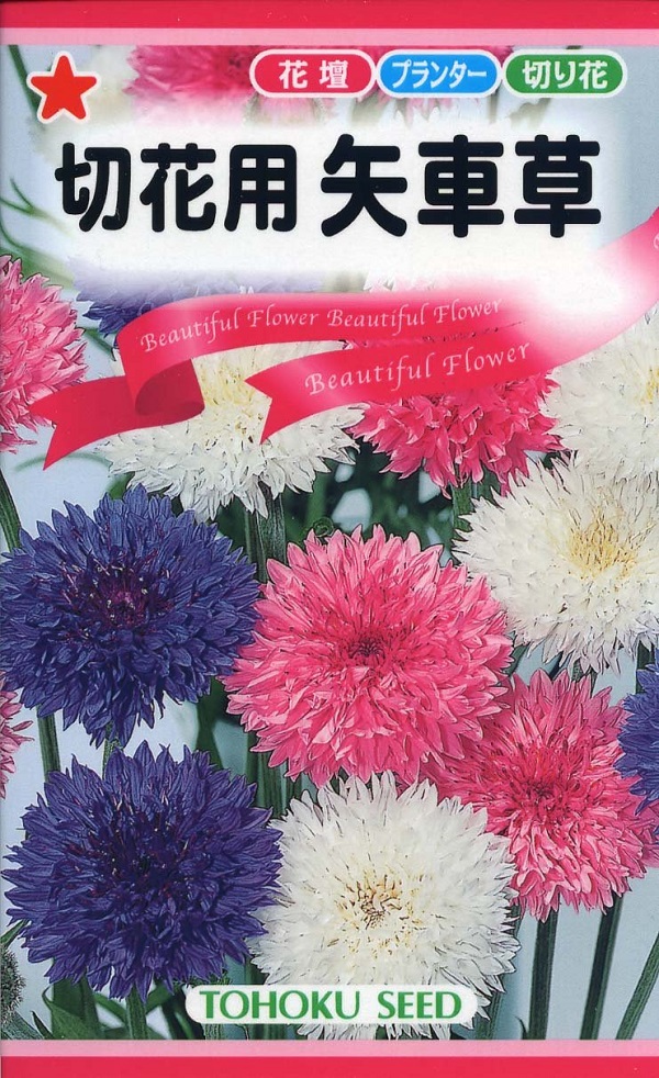 セントーレア（コーンフラワー） centaurea Gardener's Shop Ivy