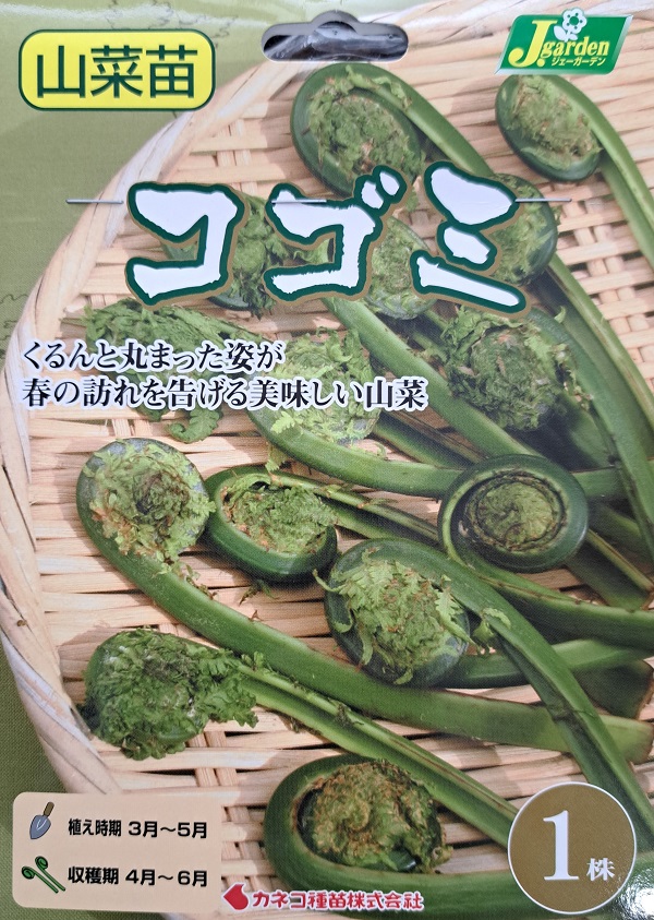 コゴミ