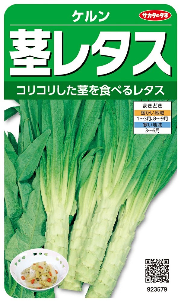 茎レタス　ケルン