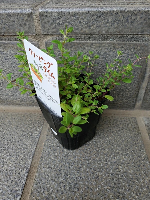 クリーピングタイム