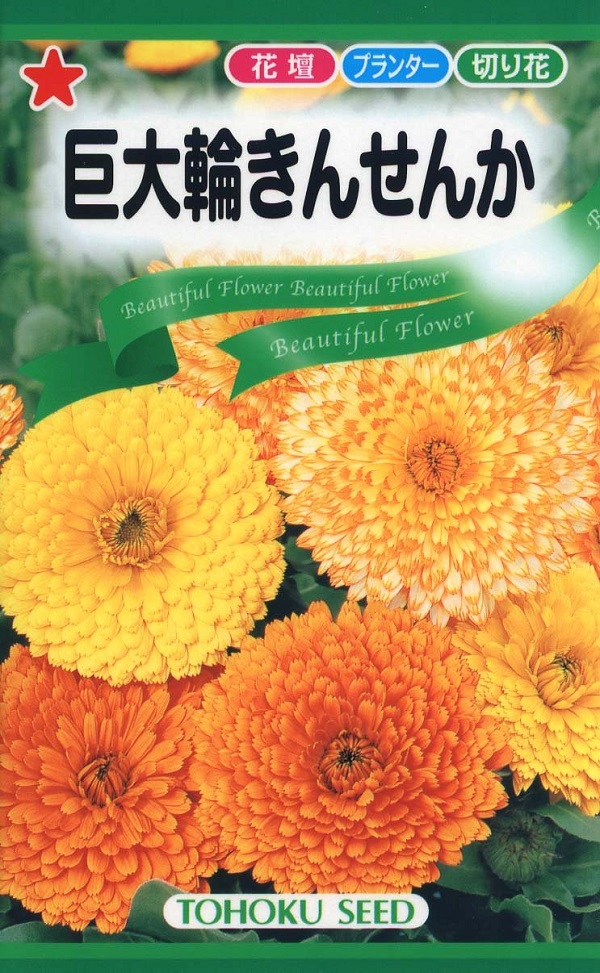 巨大輪きんせんか