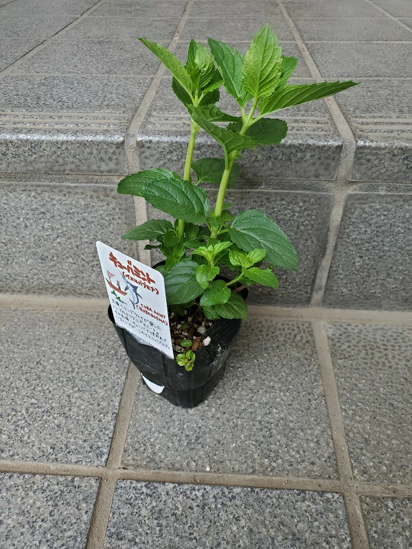 キューバミント