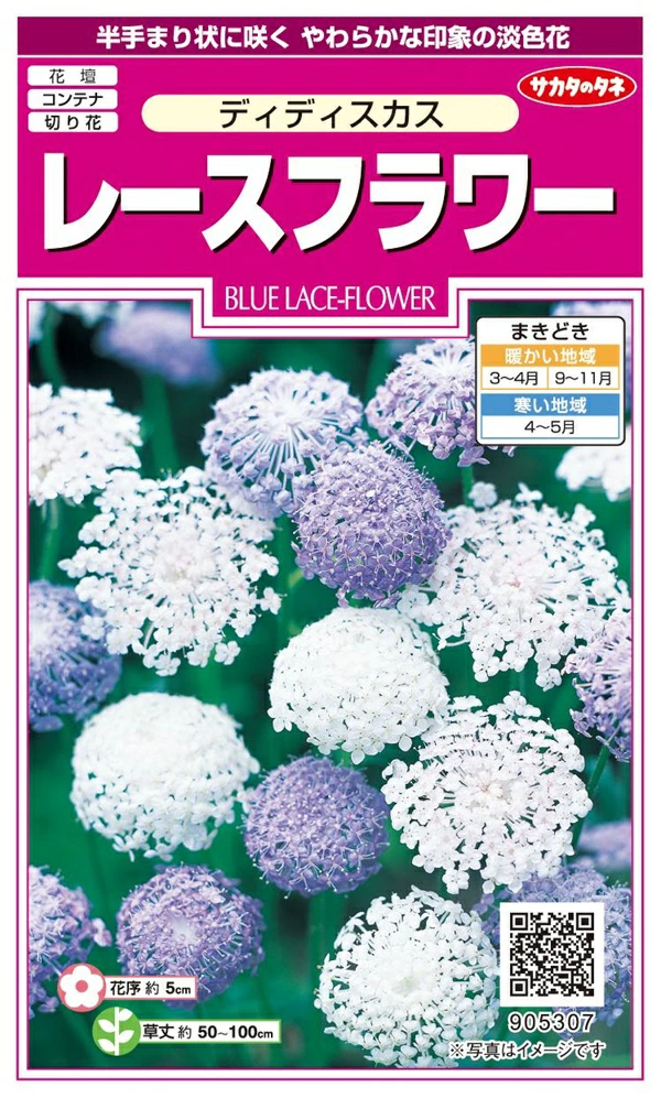 レースフラワー