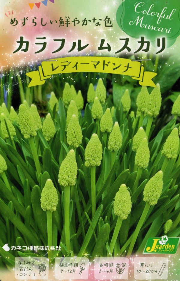 カラフルムスカリレディーマドンナ