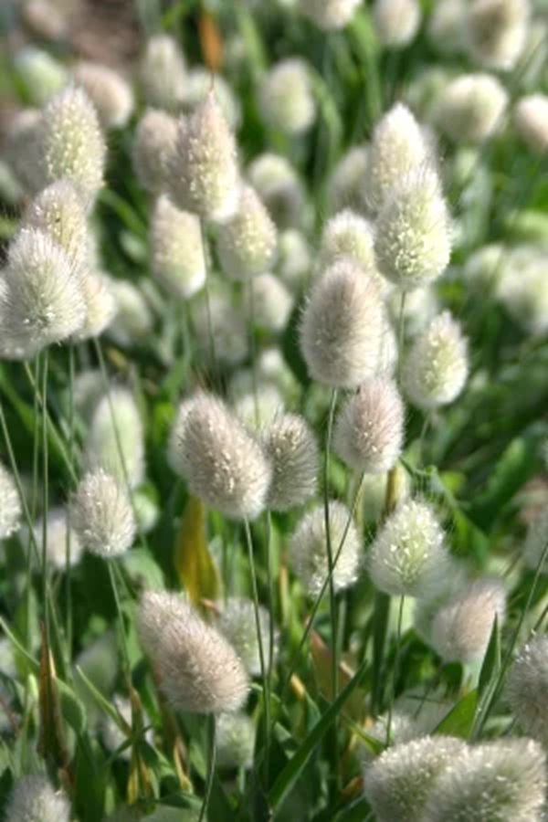 lagrus_ovatus