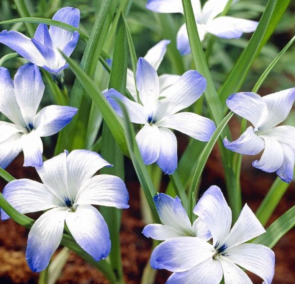 テコフィレア ライヒトリニー