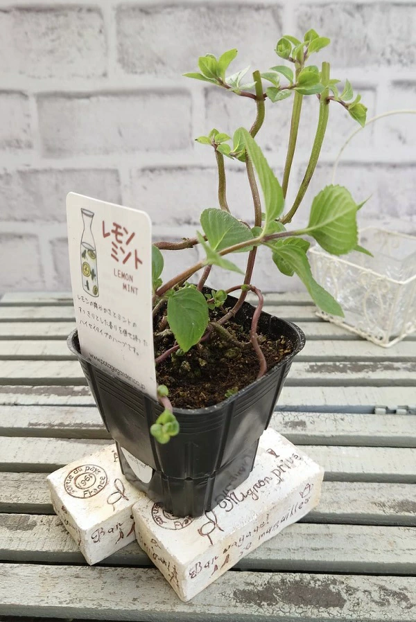 レモンミント