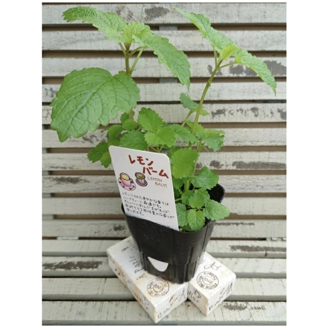 レモンバーム