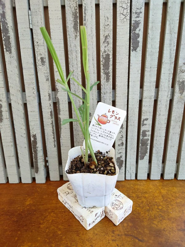レモングラス
