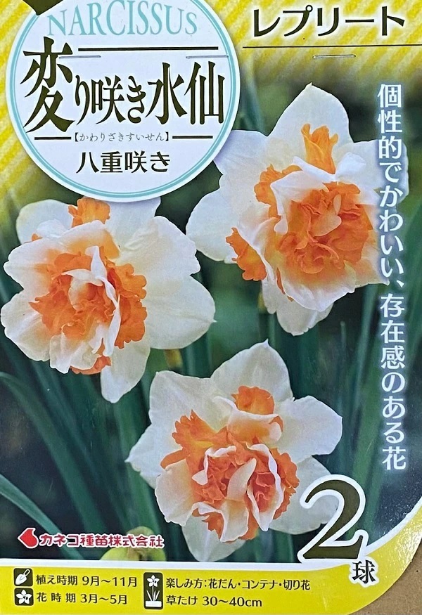 変り咲き水仙 レプリート