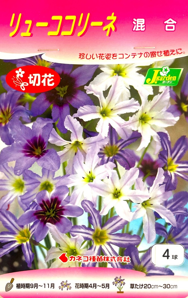 リューココリーネ 混合