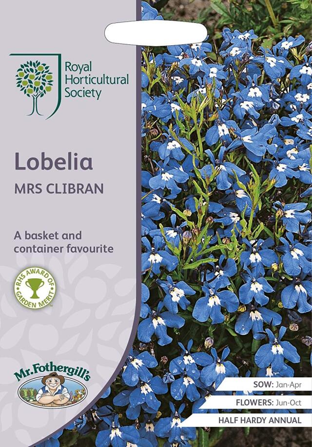 lobelia mrs clibran