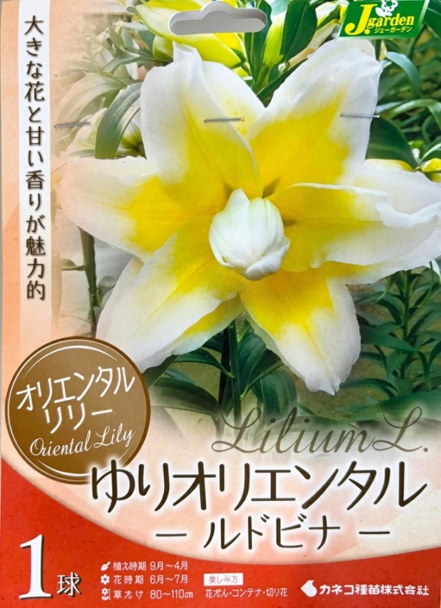 lily-rudbina.jpg