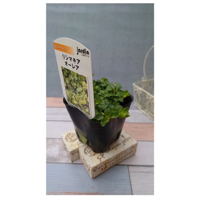 リシマキア　オーレア