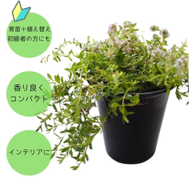 リトルタイムポット