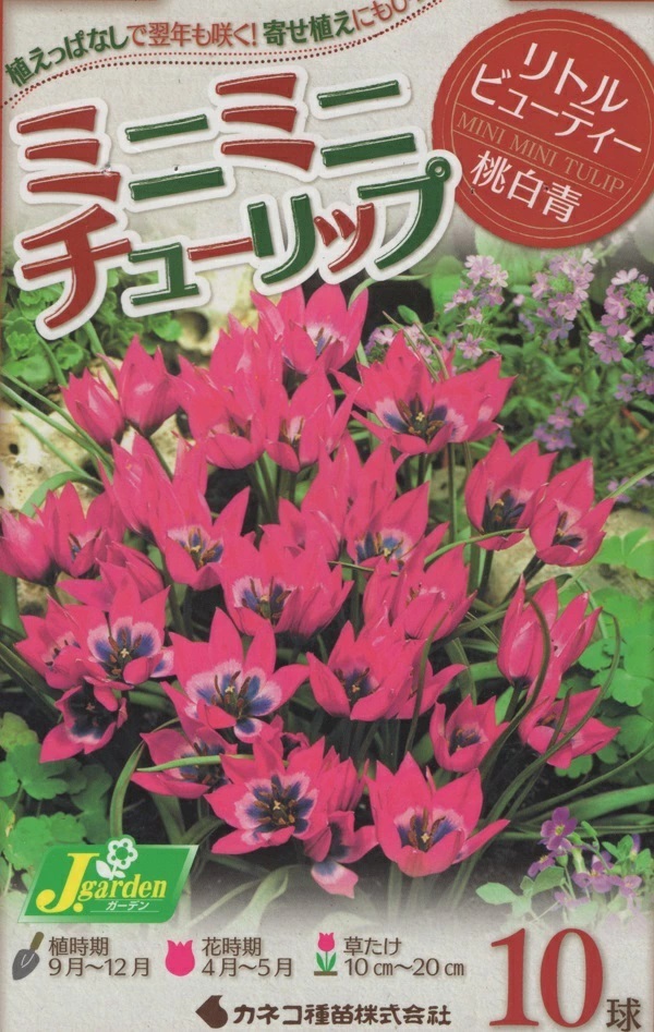 ミニミニチューリップ リトルビューティー