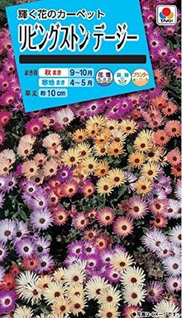 リビングストンデージー