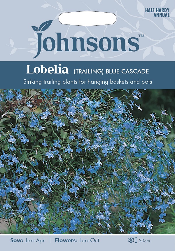 lobelia blue cascade