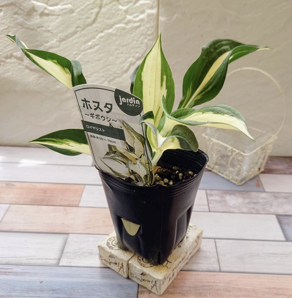 ホスタ　ロイヤリスト