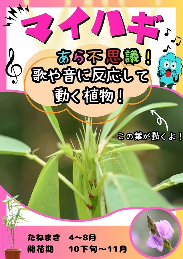 マイハギ