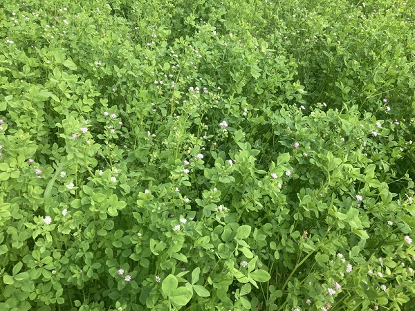 まめ小町1kg2