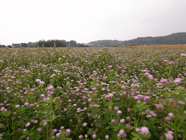 まめ小町1kg3