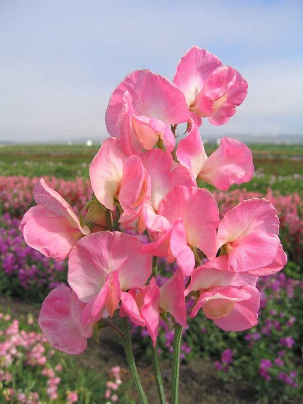 ラシラス オドラタス（スイートピー） マンモス サーモン クリーム