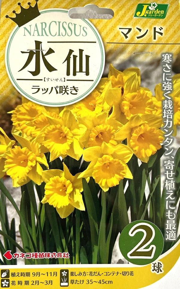 水仙　マンド