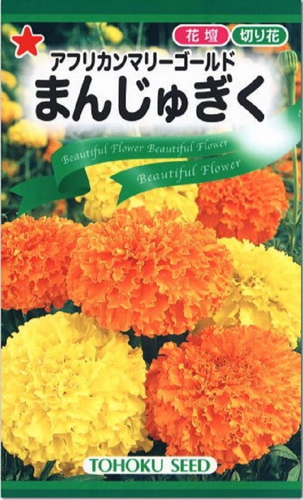 まんじゅぎく