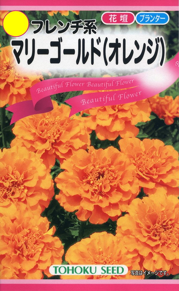 フレンチ系マリーゴールド(オレンジ)