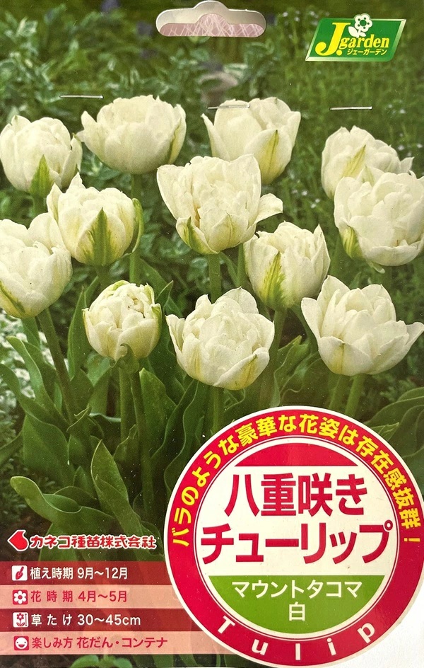 八重咲きチューリップ マウントタコマ