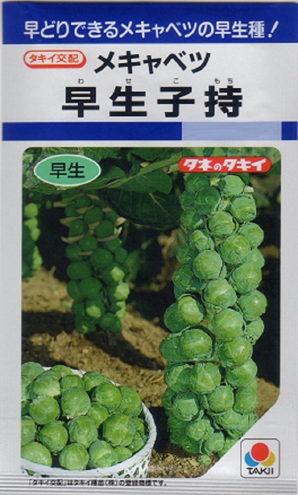 芽キャベツ早生子持