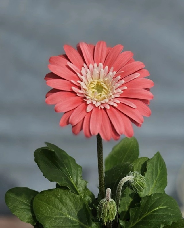 宿根ガーベラ　スイートメモリー