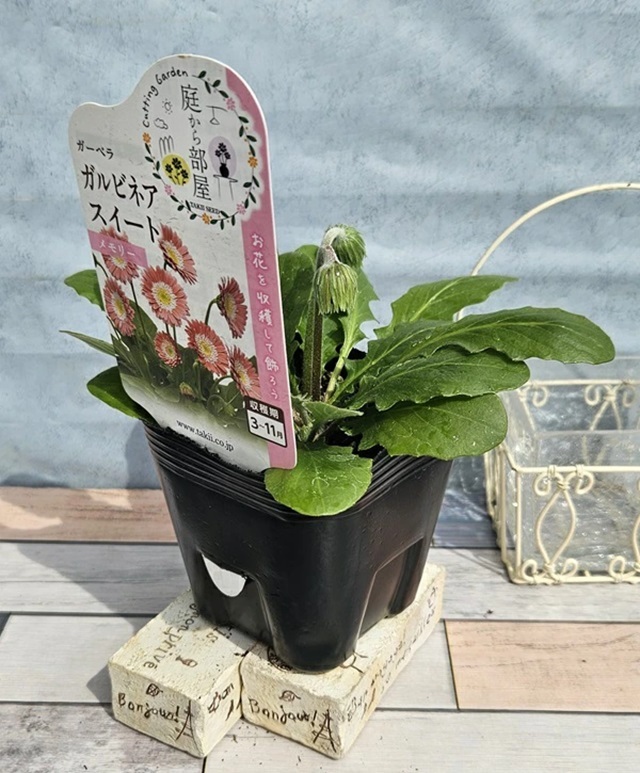 宿根ガーベラ　スイートメモリー