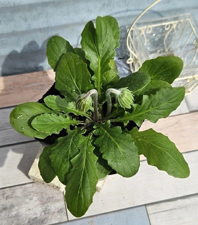 宿根ガーベラ　スイートメモリー