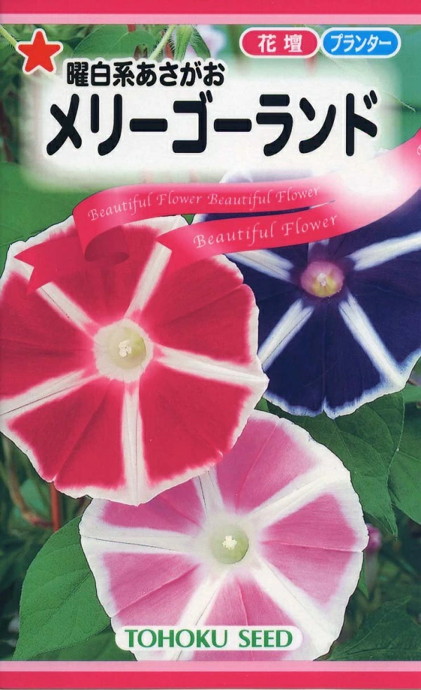 曜白系あさがお メリーゴーランド