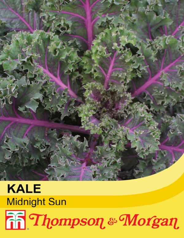 ケール　ミッドナイトサン