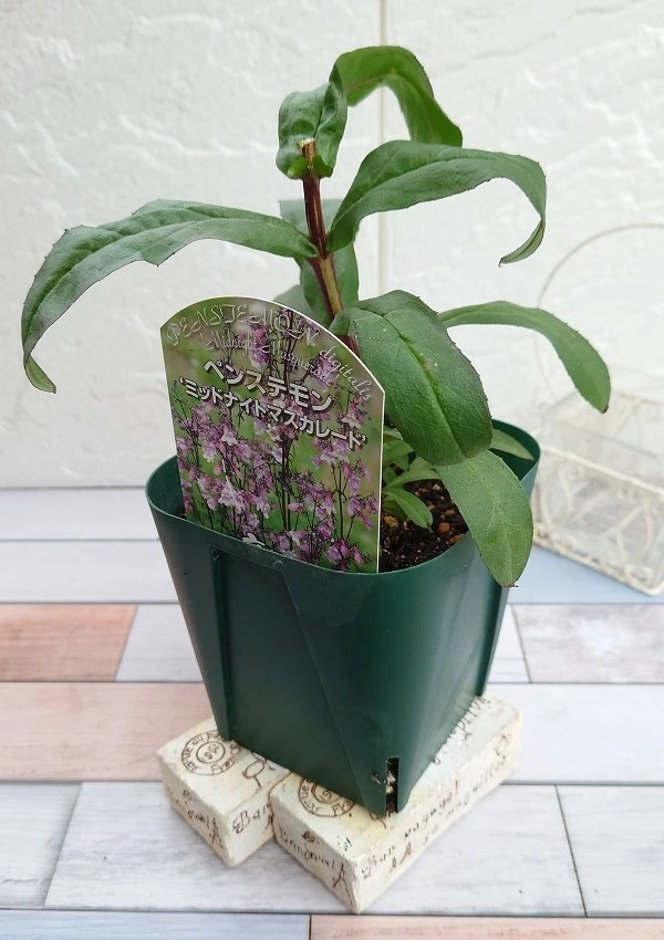 ペンステモン　ミッドナイトマスカレード