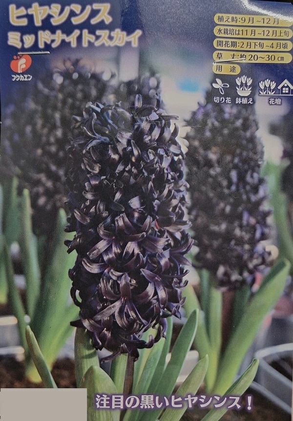 ヒヤシンス　ミッドナイトスカイ
