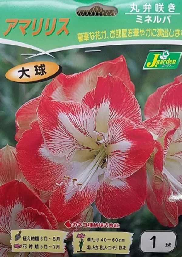 アマリリス 丸弁咲き ミネルバ