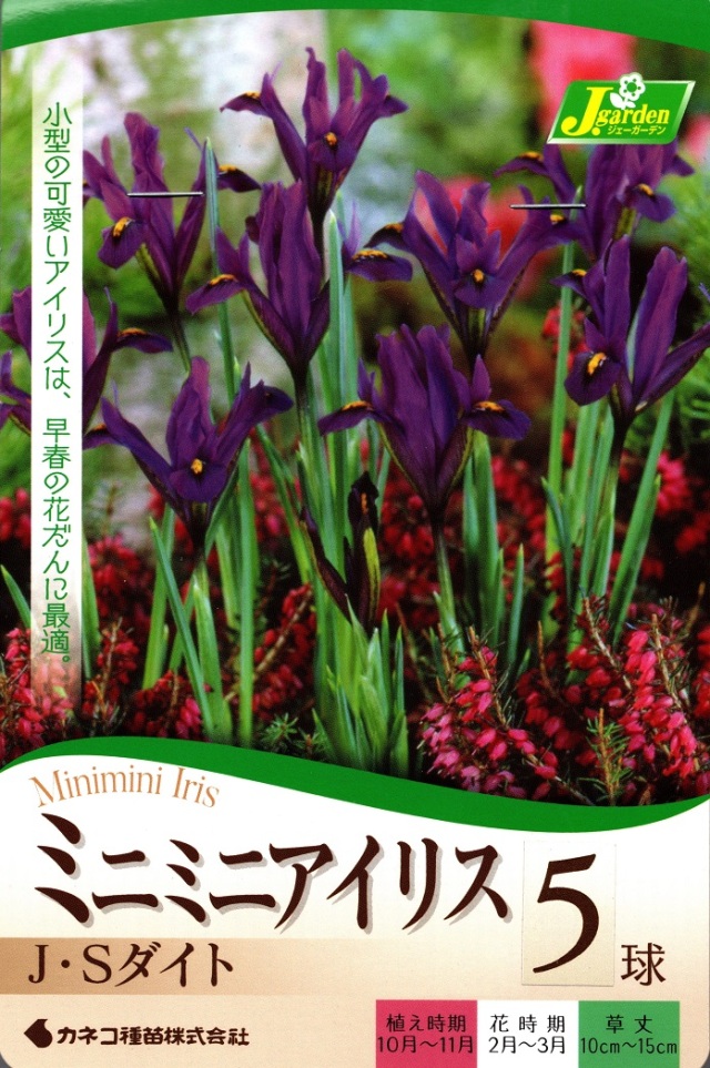 ミニミニアイリスJSダイト