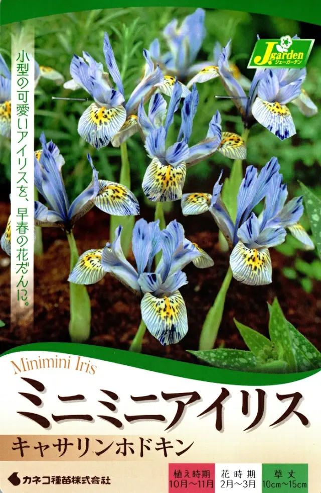 ミニミニアイリスキャサリンホドキン