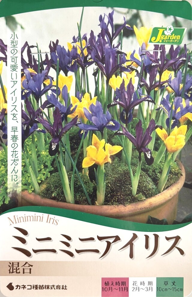 ミニミニアイリス混合