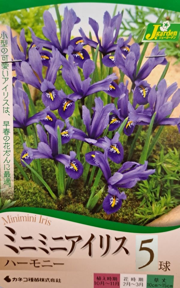 ミニミニアイリスハーモニー